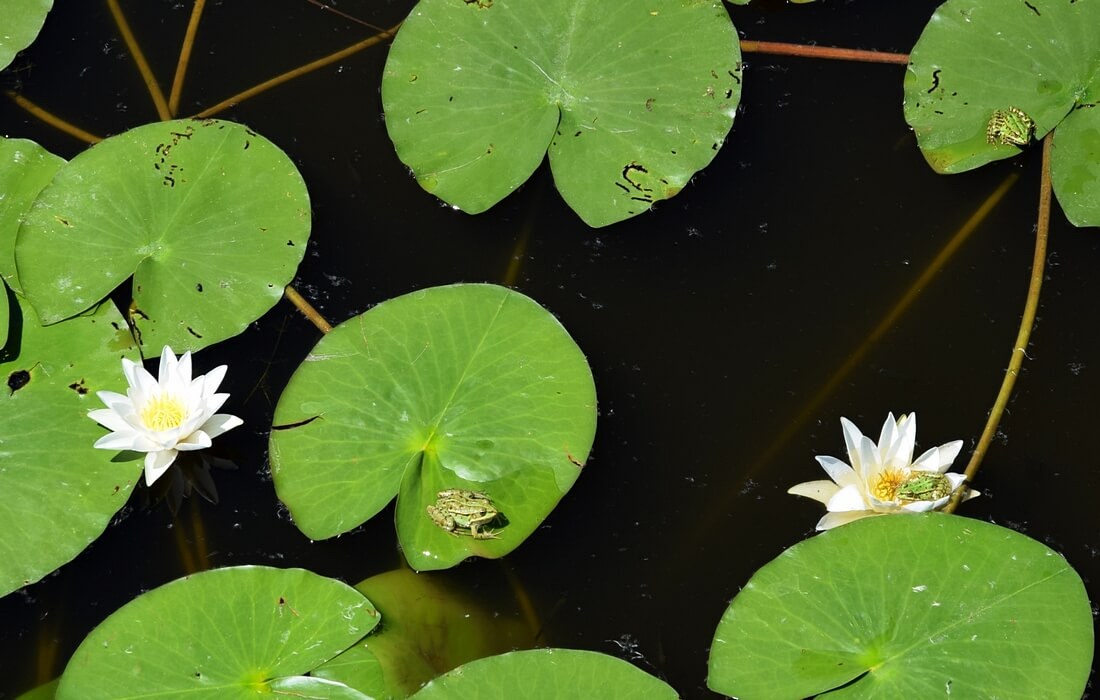 Frogs on lotus flower in the wetland of Kopacki Rit